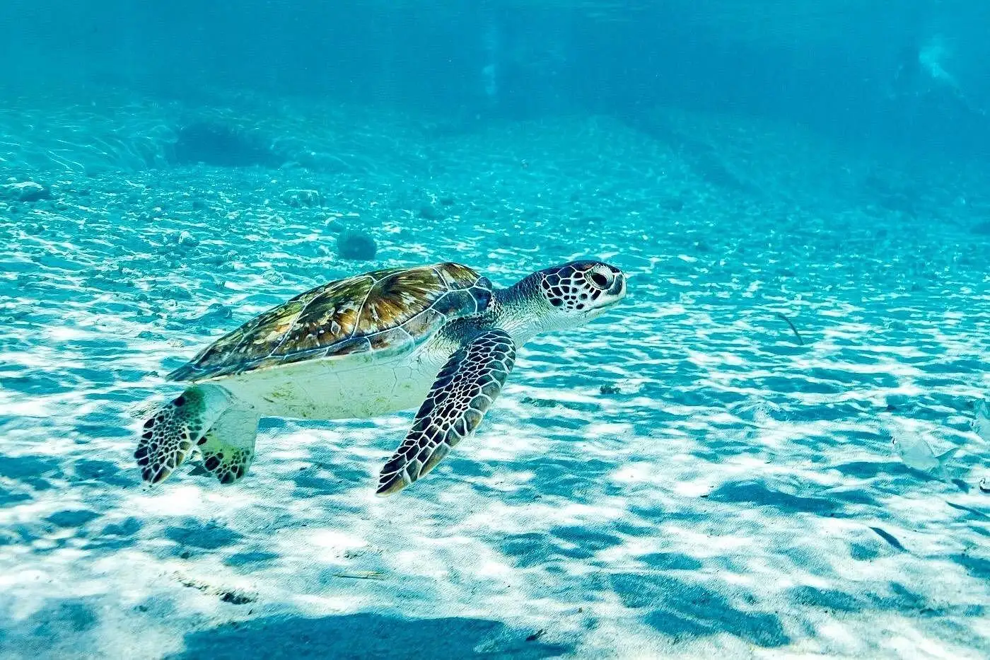 Curacao: Snorkel with Turtles & Kenepa Grandi Beach