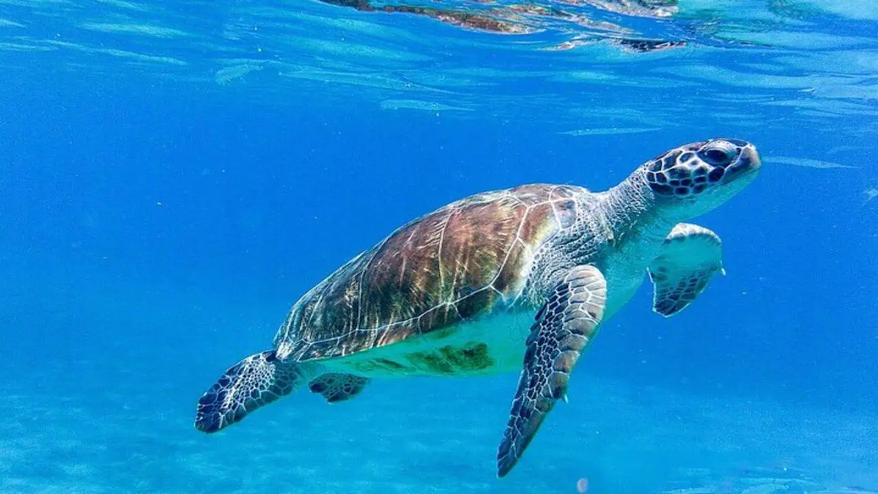 Willemstad: Curacao's Top 3 Beaches & Swim with Turtles Tour
